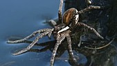 Raft spider on water