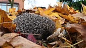 Hedgehog in leaves