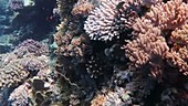 Red Sea corals