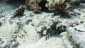 Camouflaged fish on a coral reef