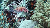 Red Sea corals and reef fish