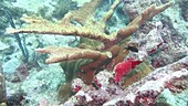 Hurricane coral reef damage in the Caribbean