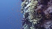 Red Sea corals