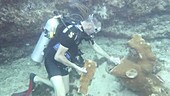 Surveying hurricane coral reef damage in the Caribbean