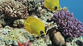 Red Sea corals and reef fish