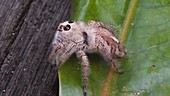 Hyllus jumping spider