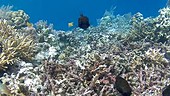 Spotted boxfish feeding