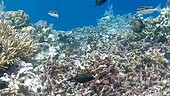 Spotted boxfish feeding