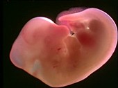 Rat embryo, light microscopy footage
