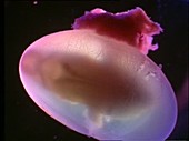 Rat embryo and capsule, light microscopy footage
