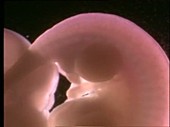 Rat embryo, light microscopy footage