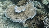 Bleached coral in Indian Ocean