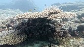 Coral in Indian Ocean