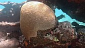 Brain coral in Indian Ocean