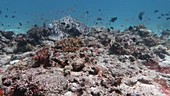Coral in Indian Ocean