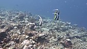Pennant coralfish in Indian Ocean