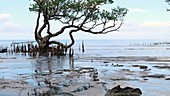 Mangrove by ocean