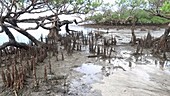 Trees in mangrove