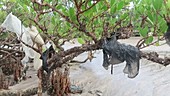 Polluted mangrove