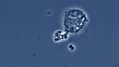Phagocytosis by neutrophil, light microscopy footage