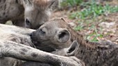 Spotted hyena cub nursing