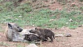 Spotted hyena mother and cubs