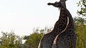 Two giraffes rubbing necks