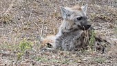 Spotted hyenas lying down