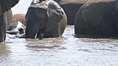 Elephants in water