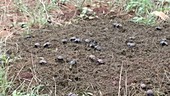 Dung beetles on ground