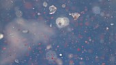 Microplastic particles floating in water