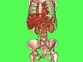 Human internal organs, rotating 3D CT scan