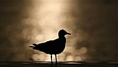 Hartlaub's gull silhouette