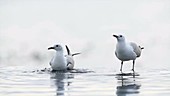 Hartlaub's gull bathing