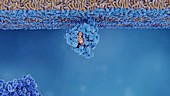 Ras protein activation, animation