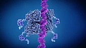 DNA binding to anti-cancer protein p53, animation