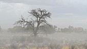 Camelthorn tree in a dust storm