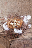 Quail eggs and white feathers in nest made from maidenhair vine tendrils