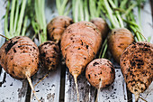 Freshly harvested carrots on a wooden table