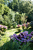 Blühende Hortensien im Garten