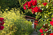 Red shed on summery allotment with red roses flowering in foreground