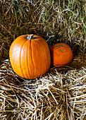 Orange pumpkins nestled in straw