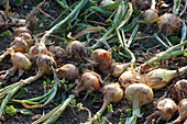 Zwiebeln liegen zum Trocknen im Beet