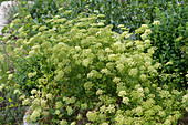 Blühende Petersilie im Garten