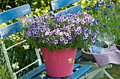 Petunia 'Blueberry Star' in a pink bucket