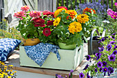 Colourful zinnias in pots in wooden box