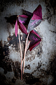 Yka Leaves (edible violet leaves, South America) on a metal background
