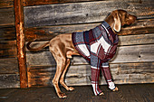 A dog wearing a checked coat