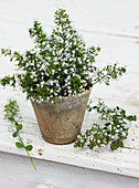 Flowering lesser calamint (Calamintha nepeta, variety 'White cloud') in terracotta pot
