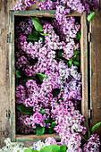 Violetter Flieder in einer Holzkiste (Aufsicht)
